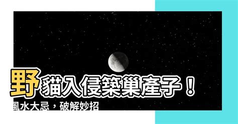 野貓在家裡生小貓|【野貓在家裡生小貓】野貓入侵築巢產子！風水大忌，破解妙招一。